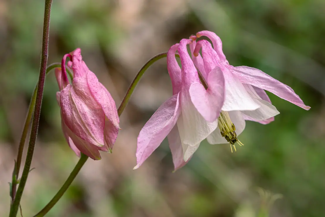 Gemeine Akelei (Aquilegia vulgaris)